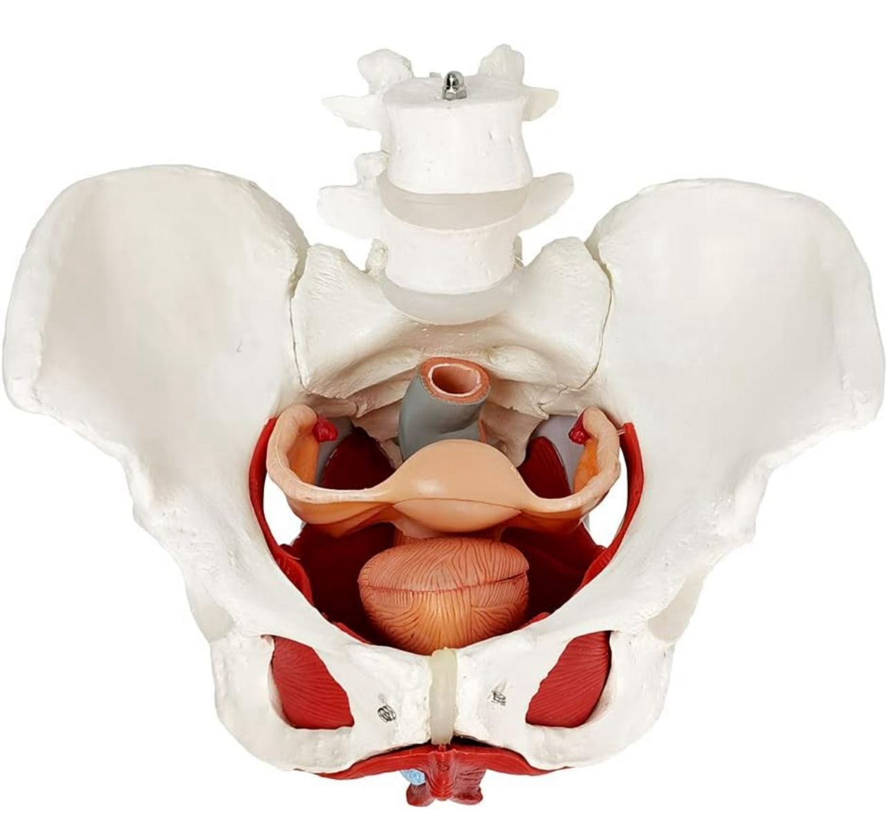 Modelo anatómico de pelvis femenina con músculos del suelo pélvico.