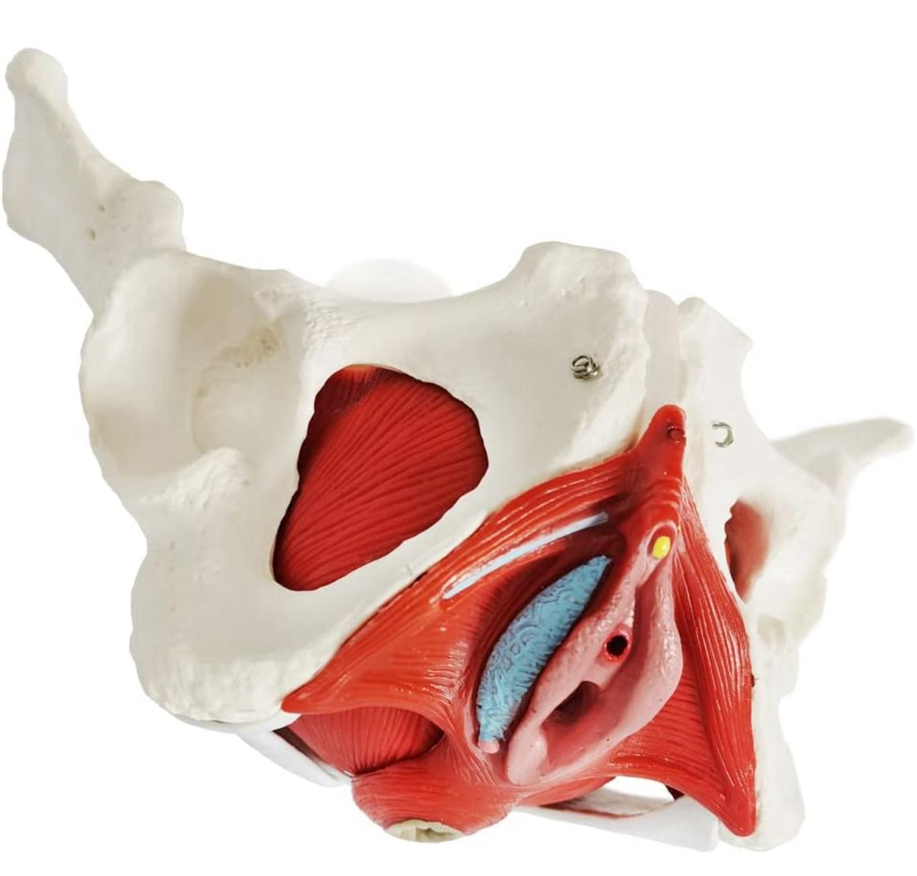 Modelo anatómico de pelvis femenina con músculos del suelo pélvico.
