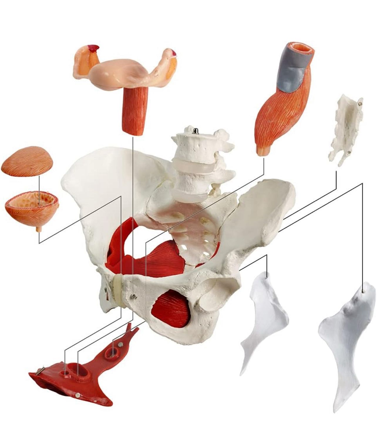 Modelo anatómico de pelvis femenina con músculos del suelo pélvico.