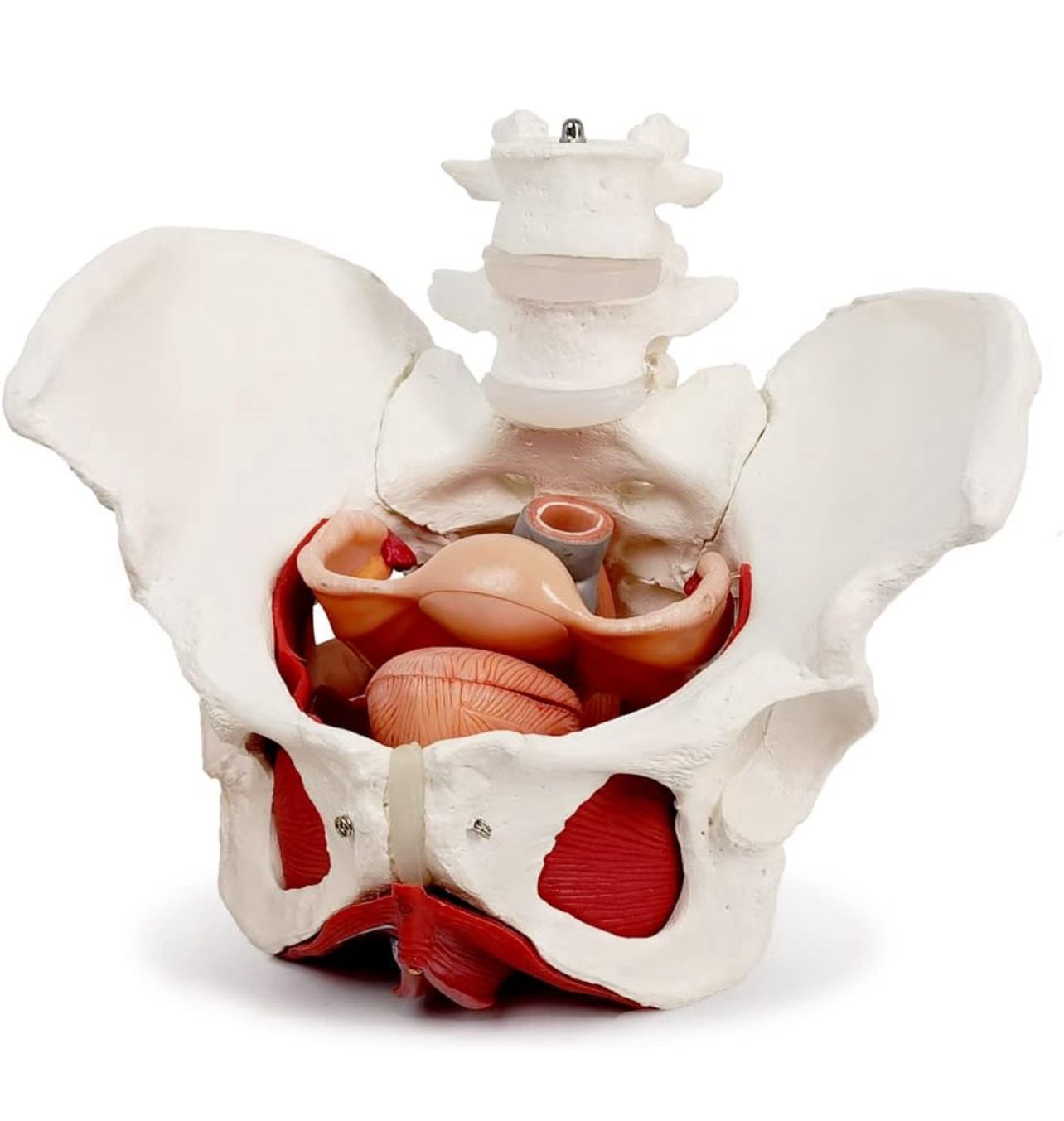 Modelo anatómico de pelvis femenina con músculos del suelo pélvico.