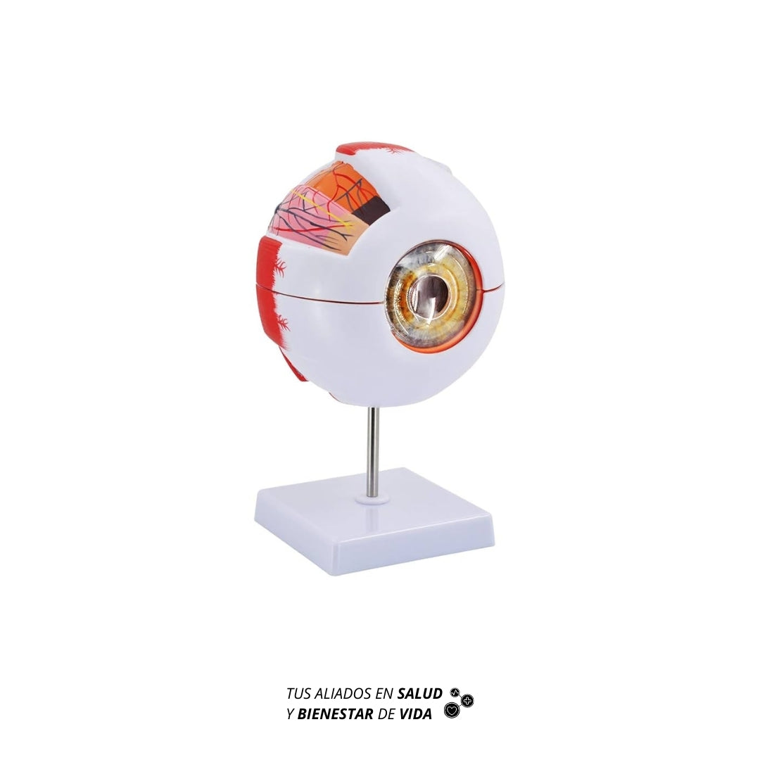 Modelo anatómico Ocular