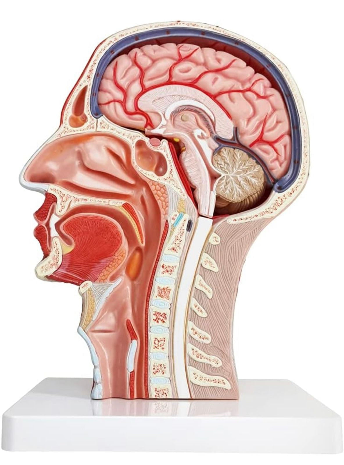 Modelo de musculatura neurovascular de cabeza humana