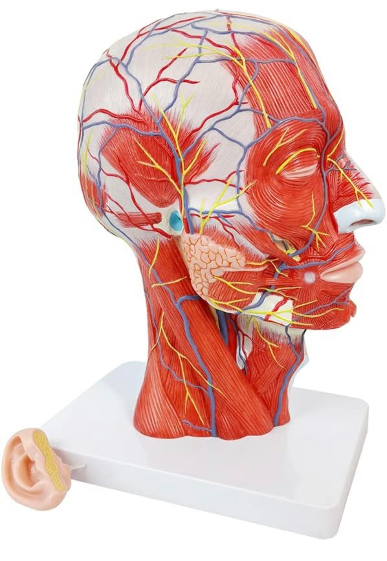 Modelo de musculatura neurovascular de cabeza humana