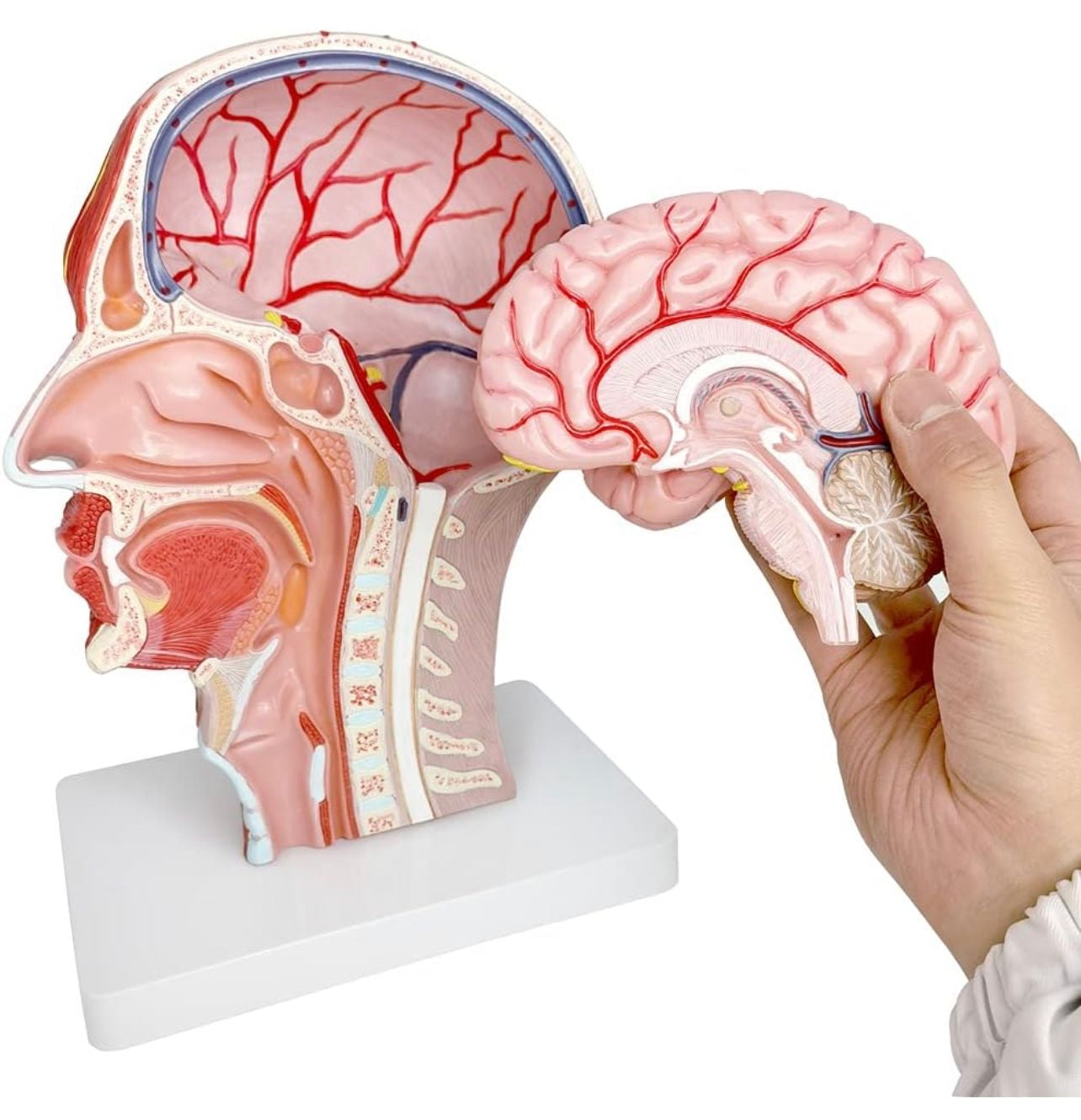 Modelo de musculatura neurovascular de cabeza humana