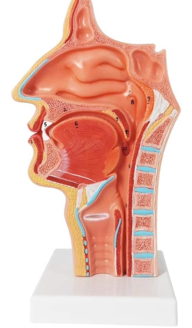 Modelo anatómico de Garganta