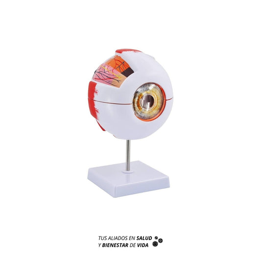Modelo anatómico Ocular