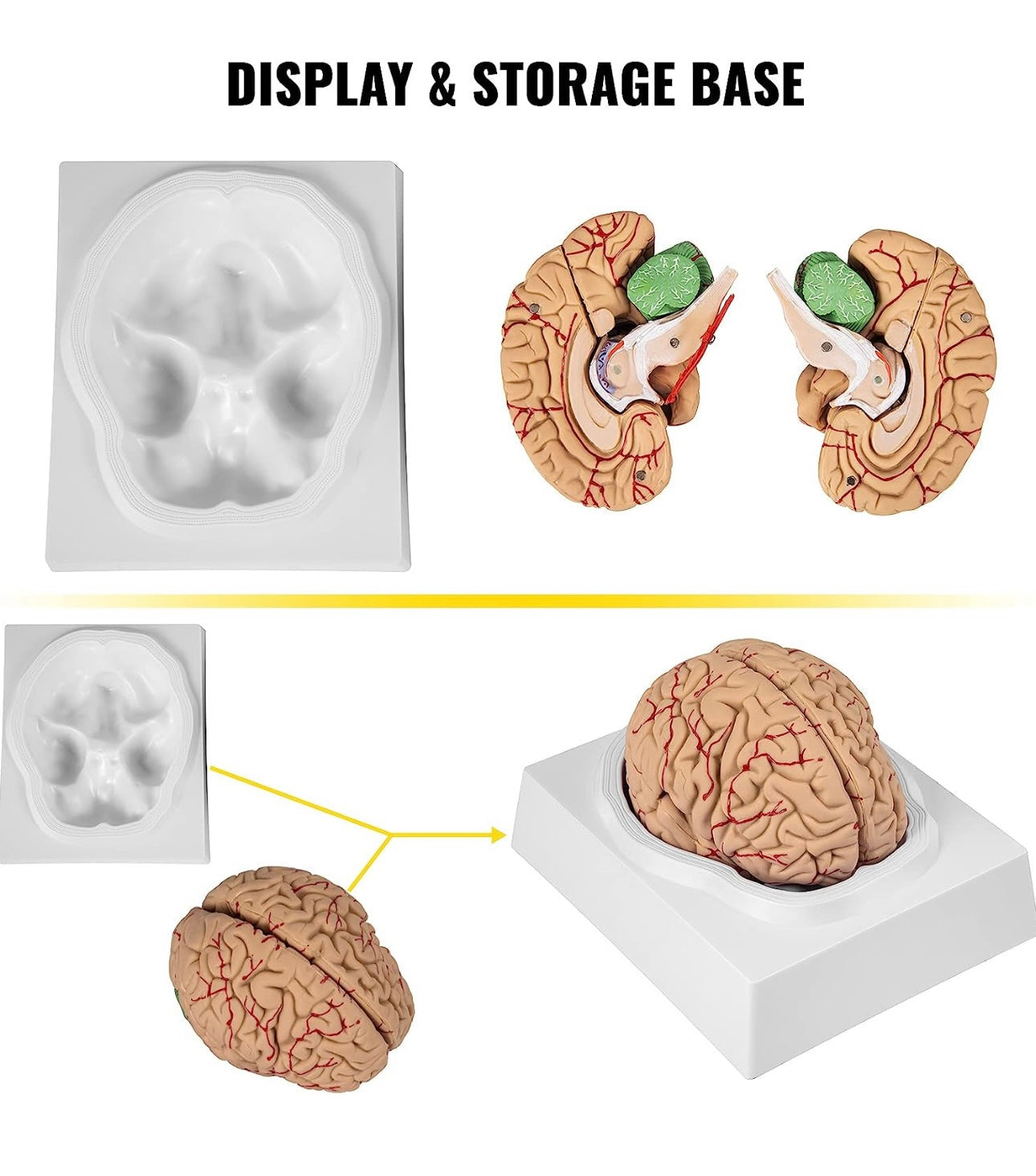 Módelo anatómico del Cerebro Humano