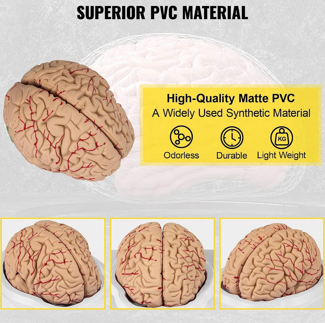 Módelo anatómico del Cerebro Humano