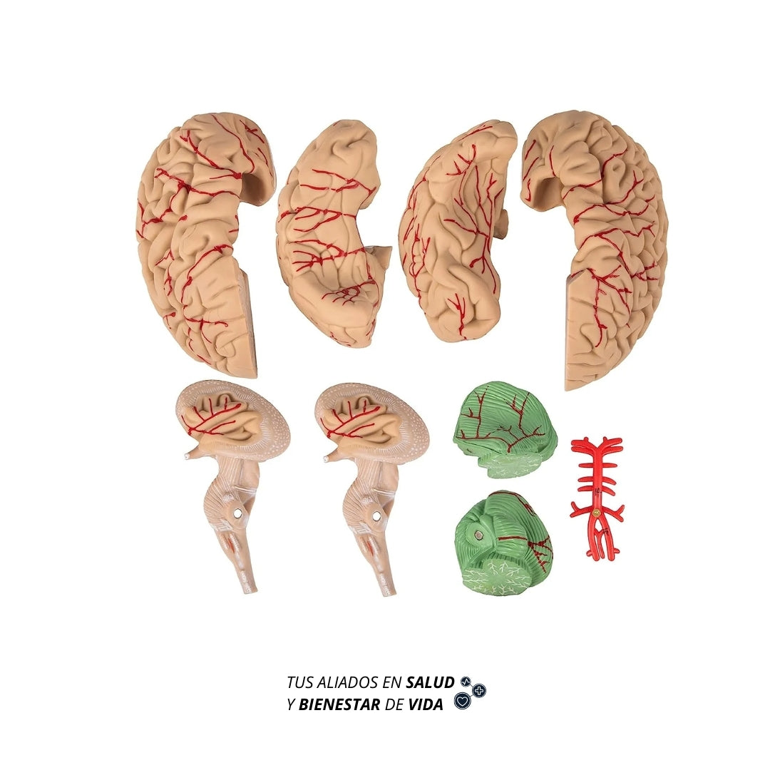 Módelo anatómico del Cerebro Humano