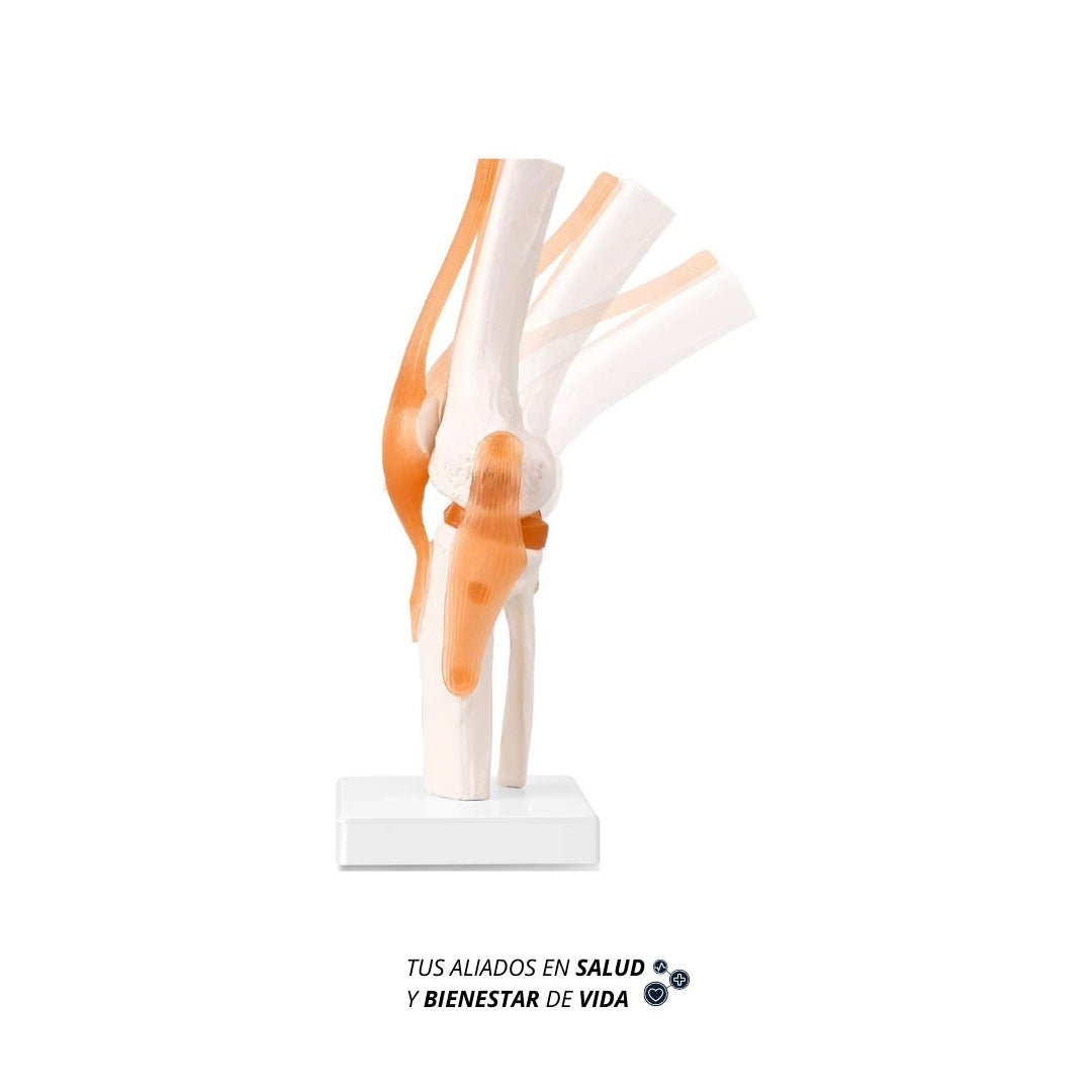 Modelo anatómico de Rodilla