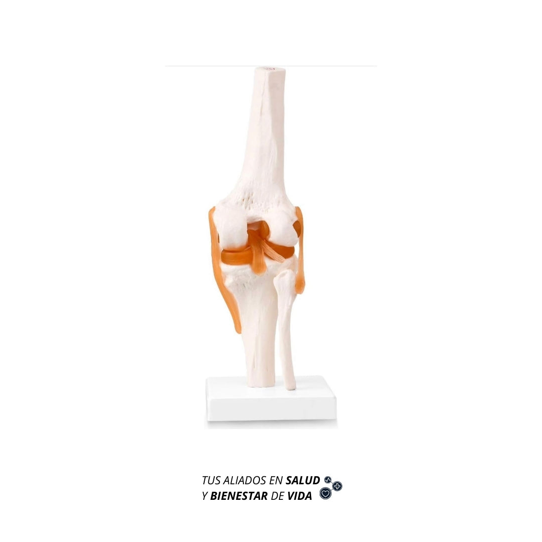 Modelo anatómico de Rodilla