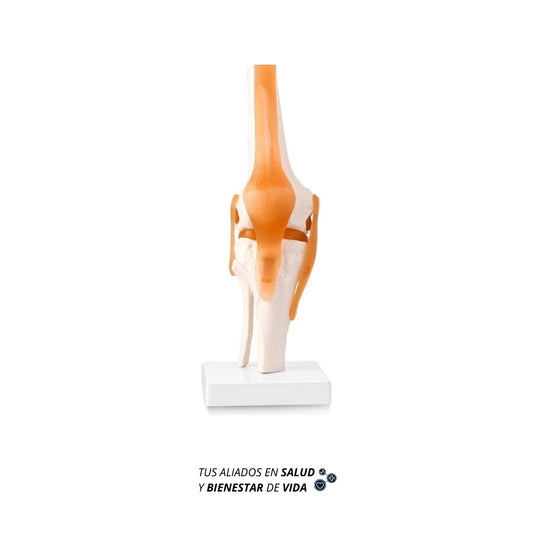 Modelo anatómico de Rodilla