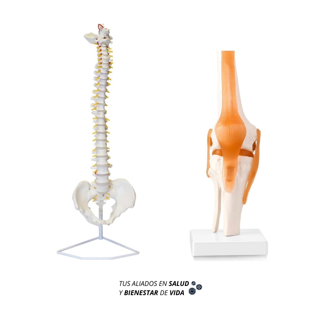 Modelo anatómico de Columna vertebral y Rodilla (articulaciones)