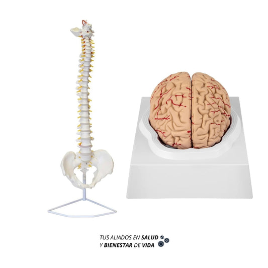 Modelo anatómico de Columna Vertebral y Cerebro Humano