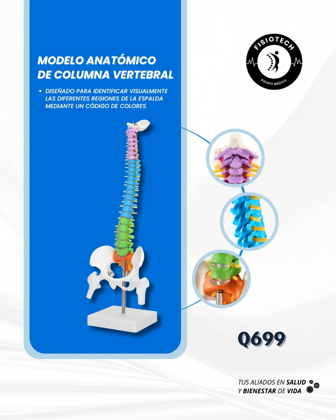 Modelo anatómico de Columna Vertebral