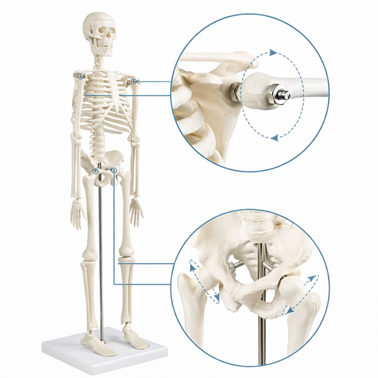 Modelo anatómico de esqueleto completo