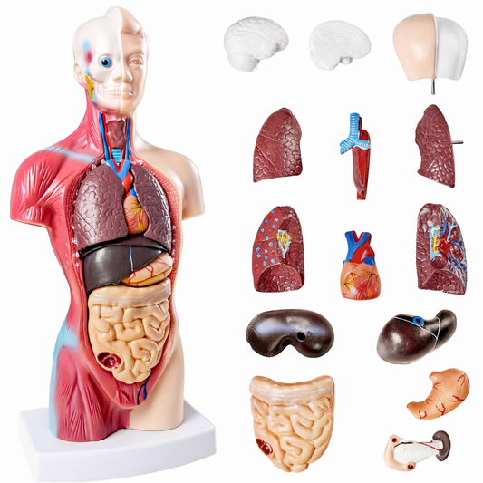 Modelo de anatomía humana