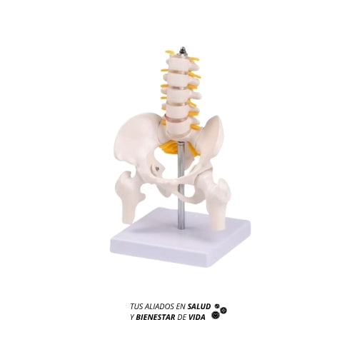 Modelo anatómico de pelvis y columna lumbar