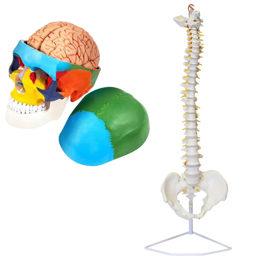 Dúo: Columna vertebral y craneo completo con cerebro humano.