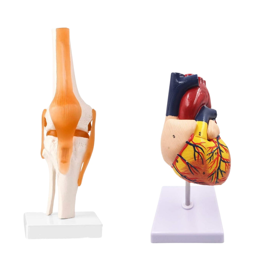 Dúo: Rodilla (articulaciones) y corazón