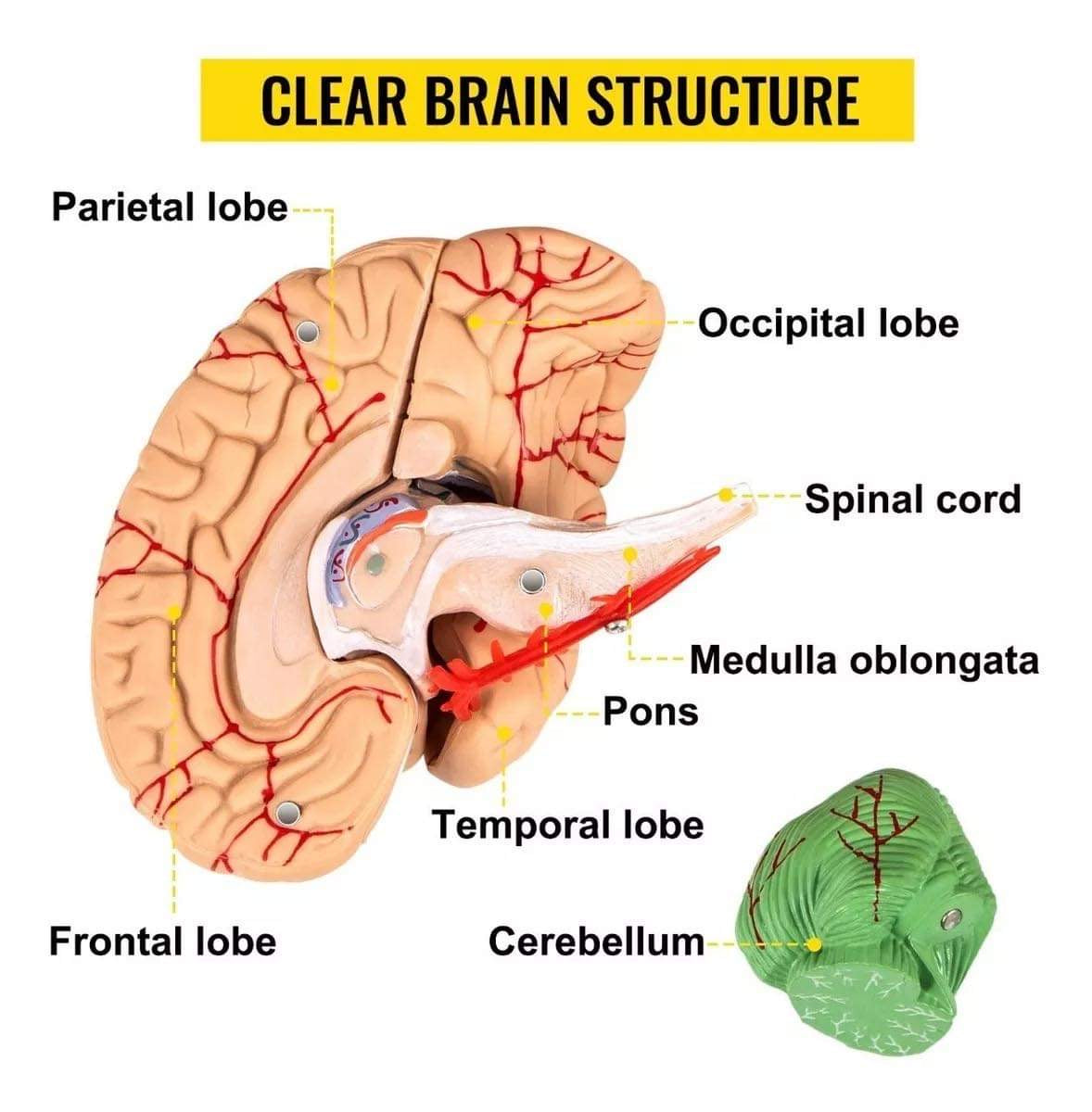 Modelo Anatómico de Craneo y Cerebro Humano