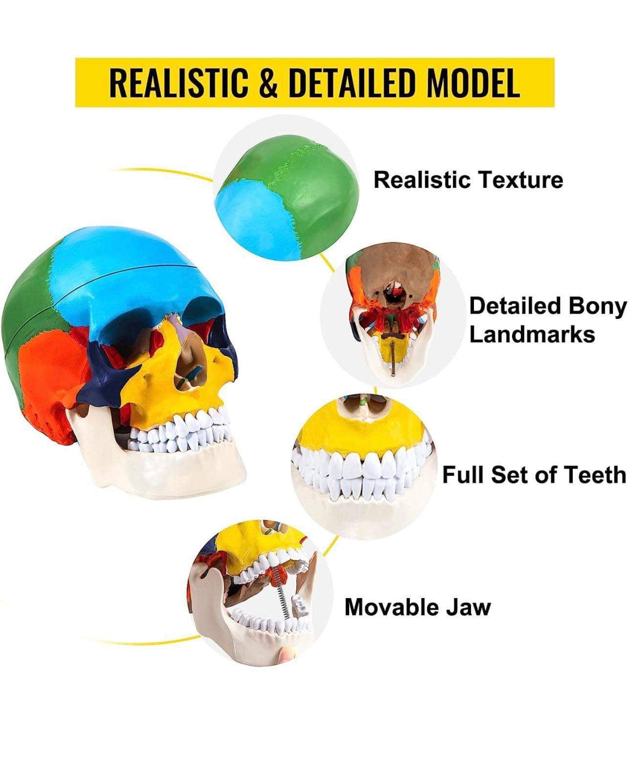 Modelo Anatómico de Craneo y Cerebro Humano